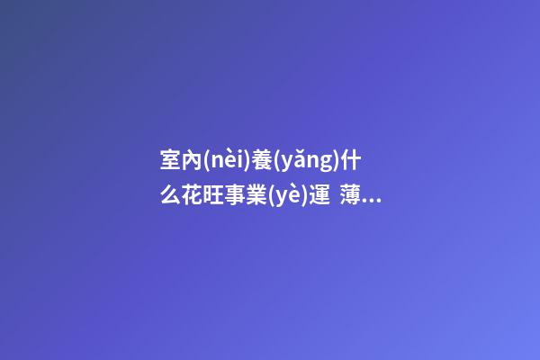 室內(nèi)養(yǎng)什么花旺事業(yè)運  薄荷可提神